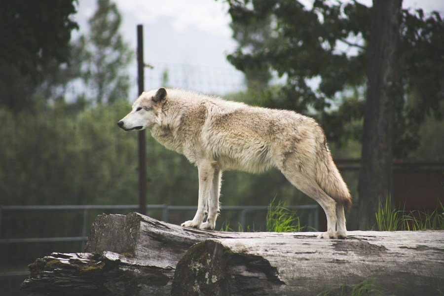 Wolf photograph
